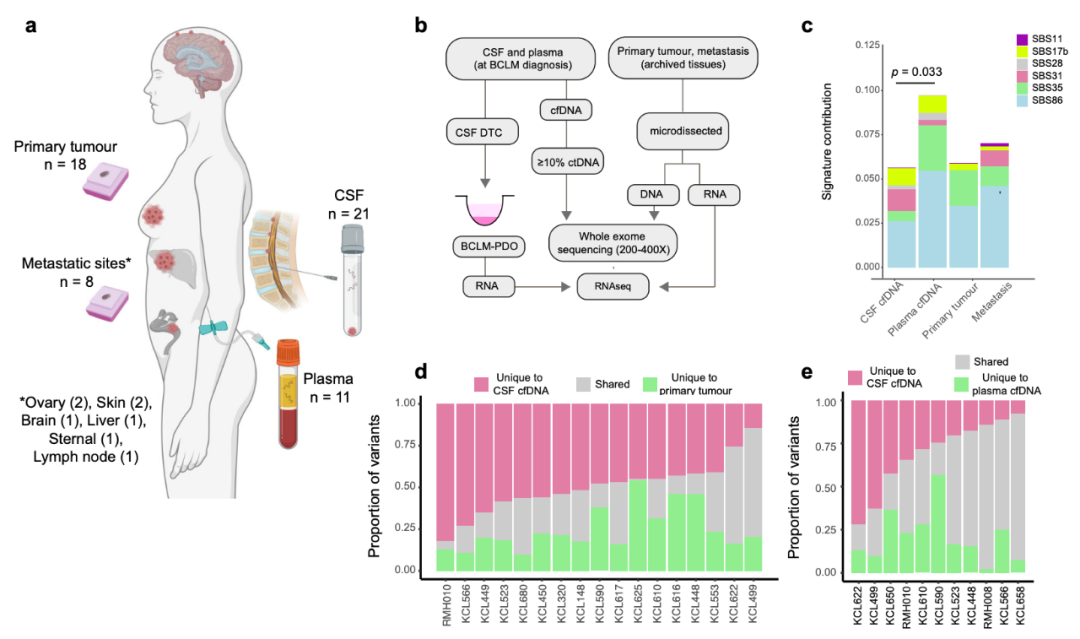 Nature子刊：患者來源的類器官，為乳腺癌腦轉移帶來新見解