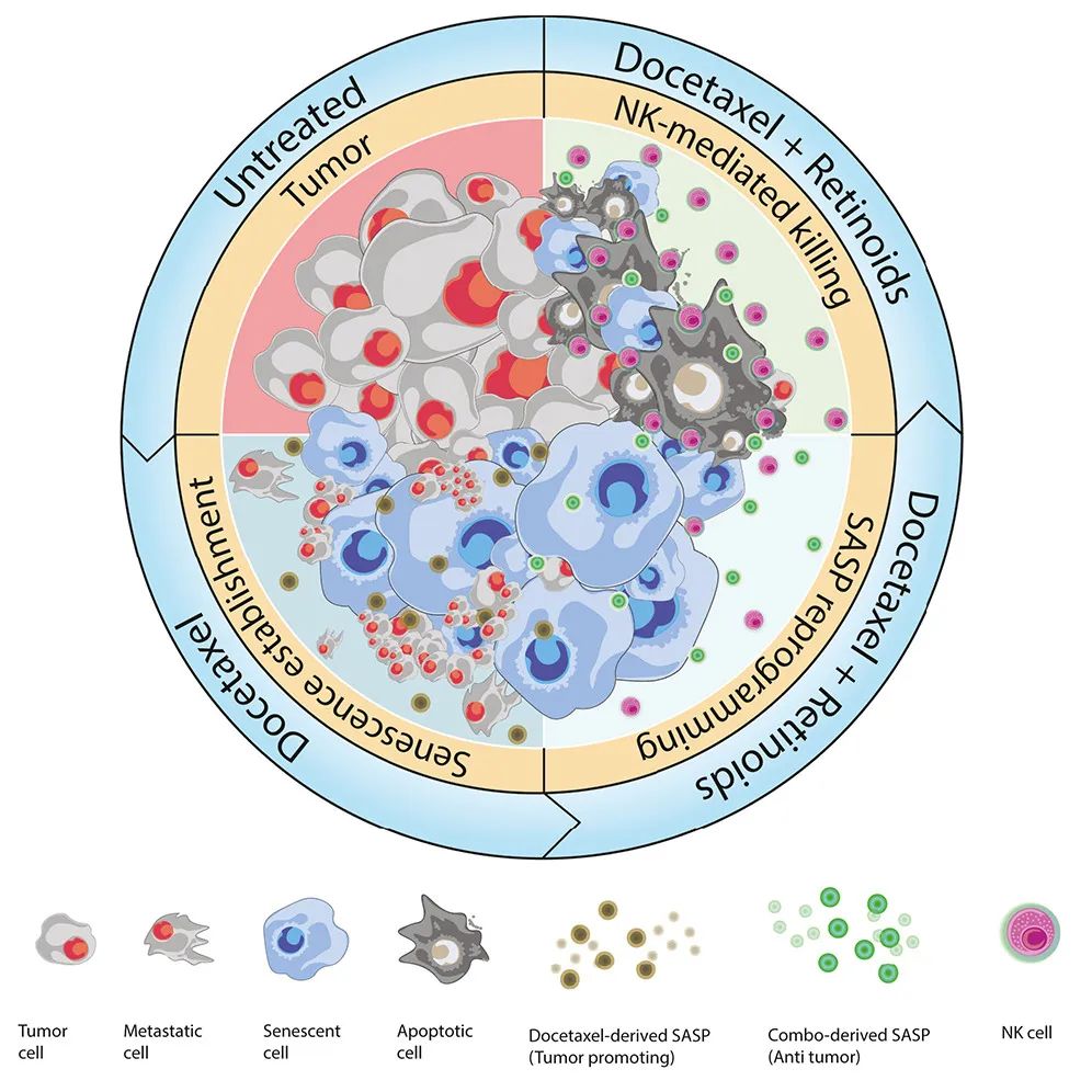Cancer Cell：激活維A酸受體，可重編程衰老反應(yīng)，增強NK細(xì)胞抗腫瘤活性